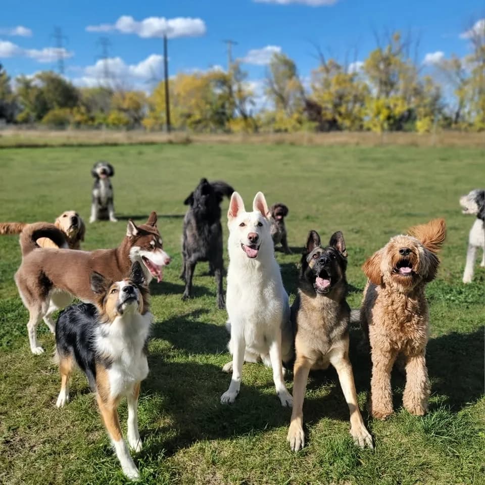 A pack of a dozen happy dogs standing together on the huge grass field at The Paw Valley