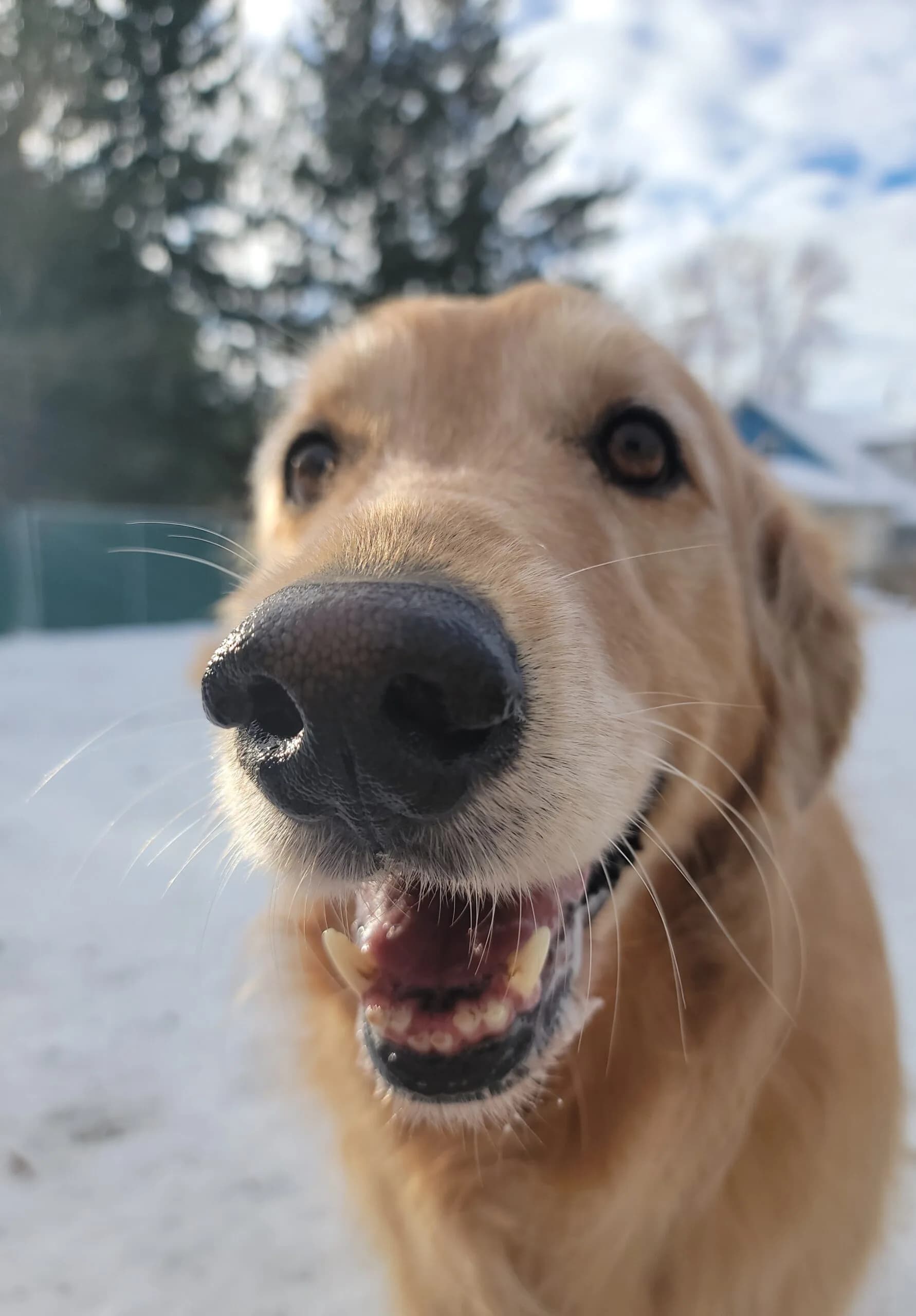 A golden retriever bounding through snow