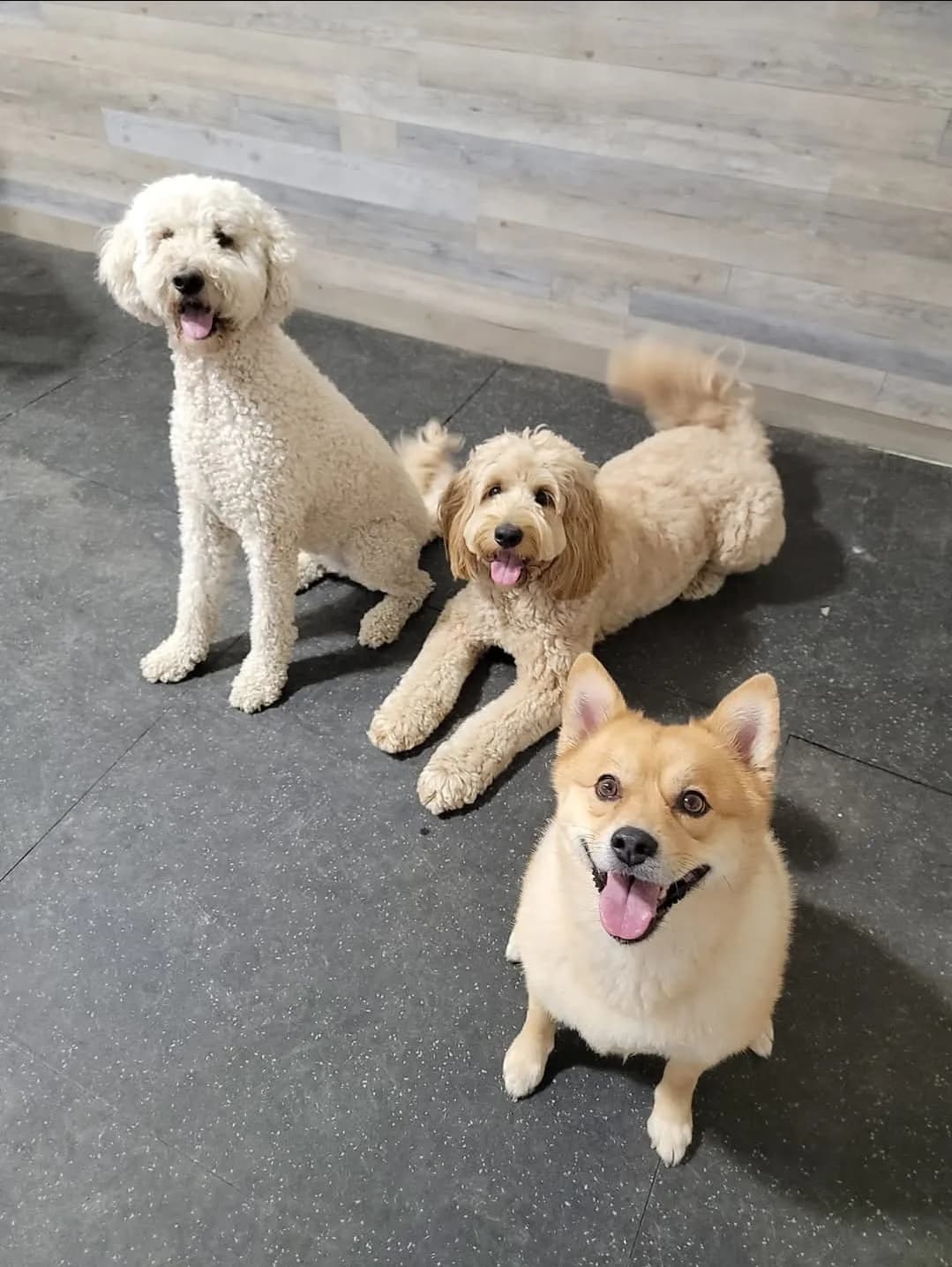Three dogs lounging indoors