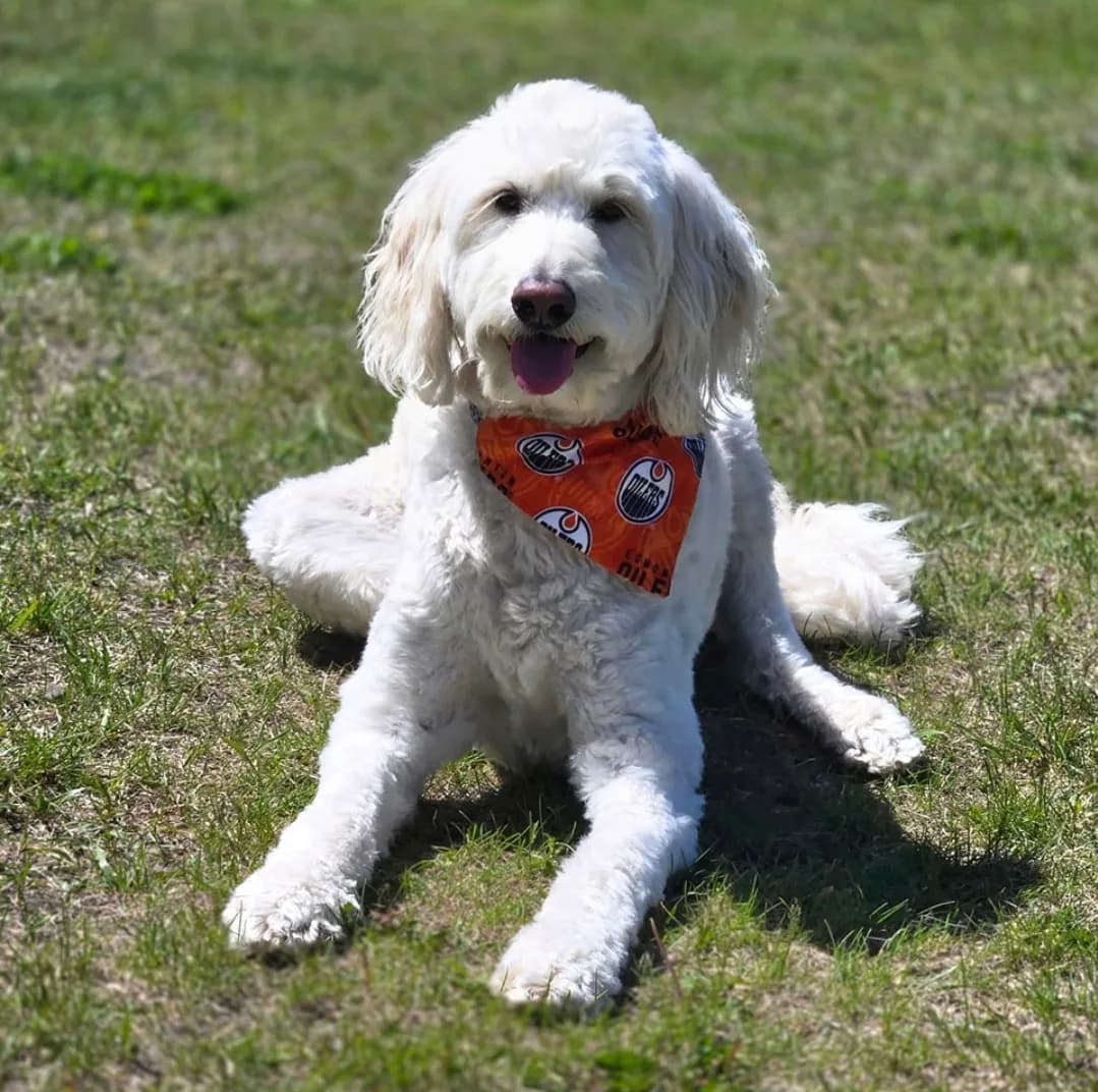 A white goldendoodle lying on the grass wearing an Edmonton Oilers bandana