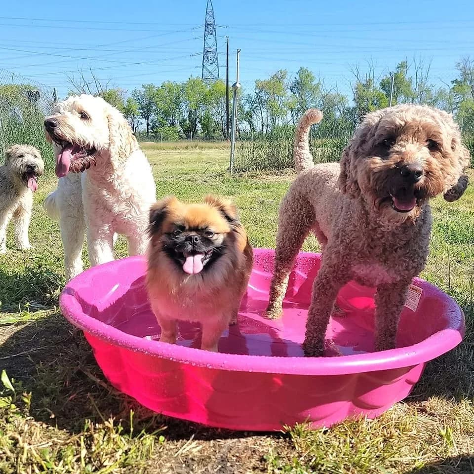 Four dogs sharing a pink kiddie pool
