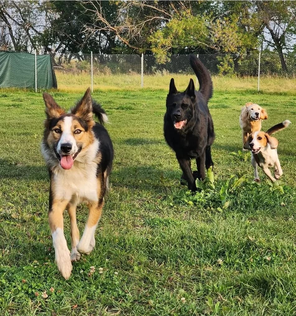 The pack mid-sprint across the field